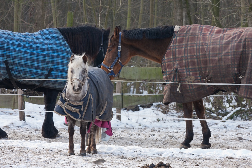 3 Foolproof Ways To Properly Fit Your Horse's Winter Blanket